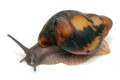 Archachatina marginata egregia Cameroon two-tone juvenil